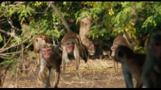 Disneynature’s Monkey Kingdom Official Trailer (2015) Documentary HD