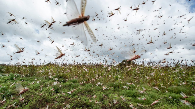 Ненасытная САРАНЧА – поедает ВСЕ! Откуда берутся и куда исчезают миллиарды насекомых