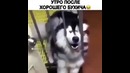 Утро после хорошего бухича:)