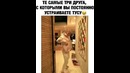 Те самые друзья с которыми ты устраиваешь тусу)
