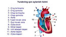 Yurak