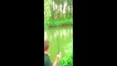 Рыбалка. Амур на 2.9 на легкую снасть (пикер) и тоненький поводок (0,11мм)