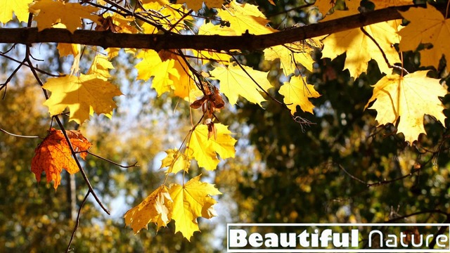 Очаровательная осень-Beautiful Nature