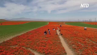 Калифорнийский мак снова изумляет обильным цветением