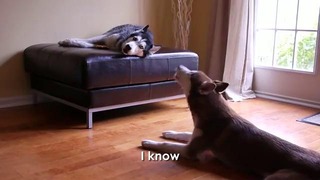 Диалог двух собак