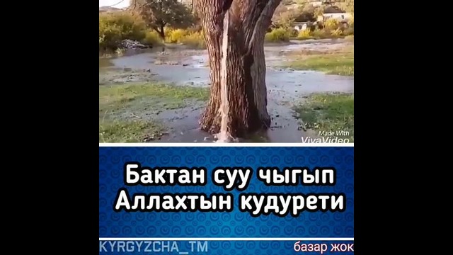 Mo’jiza daraxtdan buloq suvi chiqyapdi