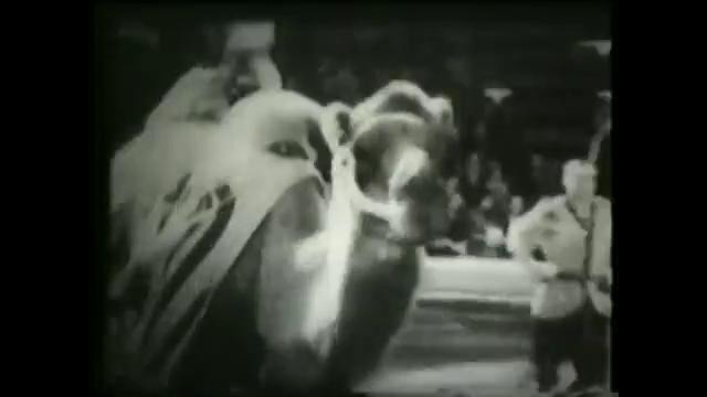 Архивный материал Акробаты на верблюдах Кадыр-Гулям (Полудяблик).mp4