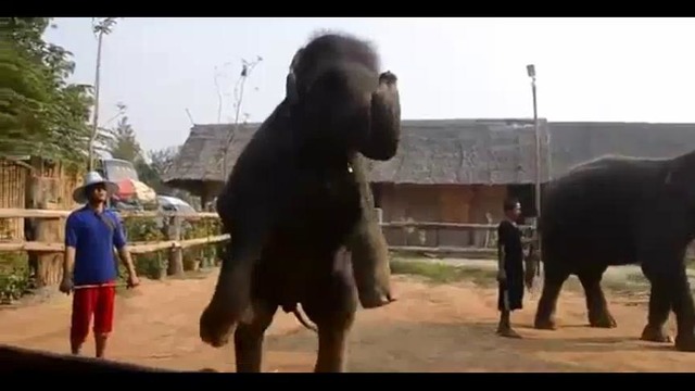 Танцующие слоны