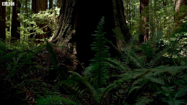Soothing Forest Soundscapes | Our Green Planet | BBC Earth
