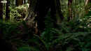Soothing Forest Soundscapes | Our Green Planet | BBC Earth