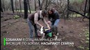 Четвероногие озеленители. Леса в Чили восстанавливают собаки