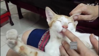 Смешные коты и кошки 2017. приколы с котами и другими животными