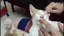 Смешные коты и кошки 2017. приколы с котами и другими животными
