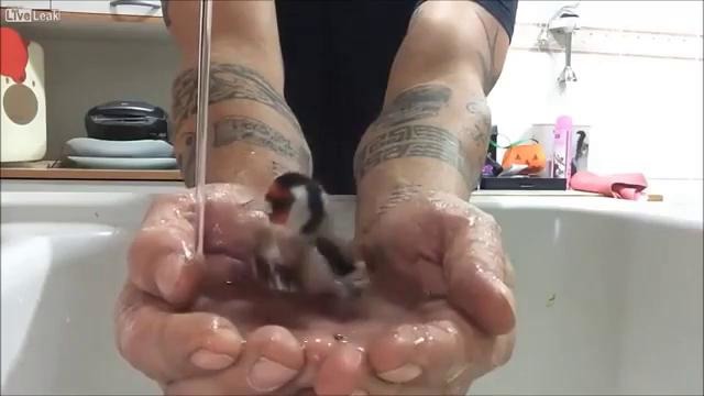 Птичка принимает ванную в руках