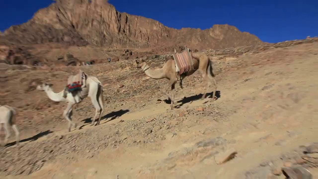 Никогда Не Трогай МЕРТВОГО Верблюда в Пустыне! Вот Почему