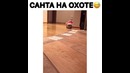 Красотка Сафари