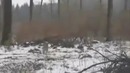 5 самых страшных видео