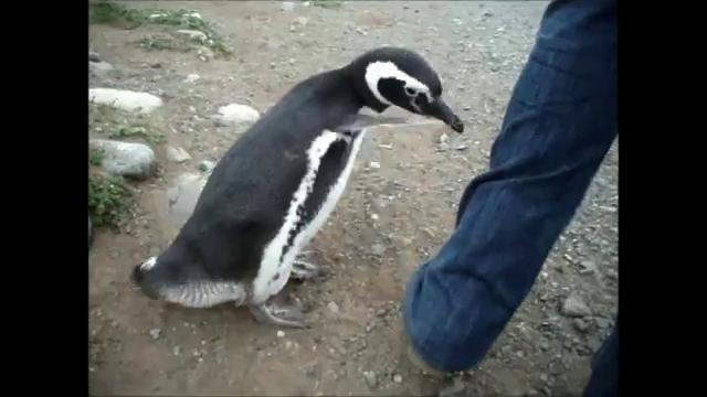 Нападение злобного пингвина