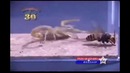 Жесть!! Скорпион VS Шершень