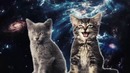 Котята прикольно поют