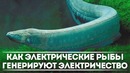 Как рыбы генерируют электричество DeeaFilm