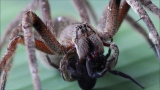 10 самых больших пауков в мире