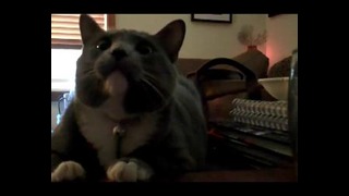 Кот напряженно смотрит фильм «Чужой»