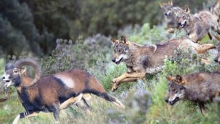 Вот как Серые Волки охотятся в горах! Секретные тактики против оленей, баранов и кабанов