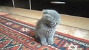 Котэ хочет спать))