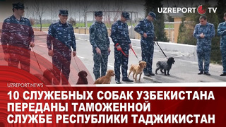 10 служебных собак Узбекистана переданы таможенной службе Республики Таджикистан