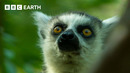 Ring-Tailed Lemurs Forage for Food | BBC Earth
