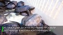 Живые личные вещи: китайская полиция поймала контрабандиста с черепахами в носках