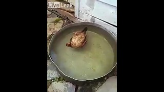 Курица принимает ванну