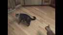 Котейка шуганулся