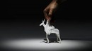 Tissue Animals