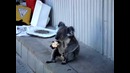 Коала ест яблоко