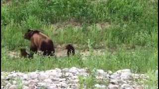 Медведица с медвежатами решила погреться на проезжей части