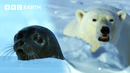 Extraordinary Wildlife Of The Arctic | BBC Earth