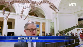 Скелет крупнейшего хищного динозавра впервые выставили в музее Чикаго