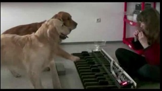 У этих собачек настоящий талант в музыке