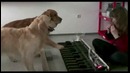 У этих собачек настоящий талант в музыке