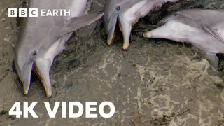 Smart Dolphins Beach their Prey | 4K UHD | The Hunt | BBC Earth