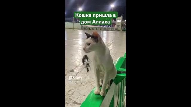 Utomp3.com – Даже котики приходят в мечеть Снято в самой большой мечети мира Makkah Masjid Al haram кошки 360p