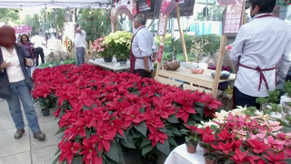Цветущие пуансеттии погружают Мексику в праздничную атмосферу