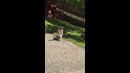 Cat Carries Kitten #shorts