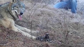 Мужчина встретил в лесу пойманного в капкан волка