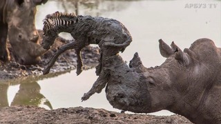 Маленький зебрёнок тонул в грязи, внезапно к нему подошел носорог