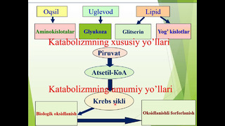 Piruvat kislotaning oksidativ dekarboksillanishi