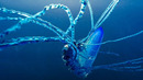 The Deadly Portuguese Man O’ War | Blue Planet II | BBC Earth