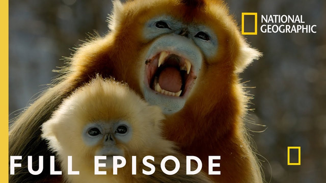 Forest of the Golden Monkey (Full Episode) | China’s Hidden Kingdoms